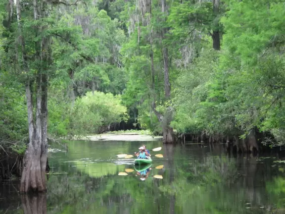 Gorgeous park for hiking along a shady boardwalk and seeing wildlife!
