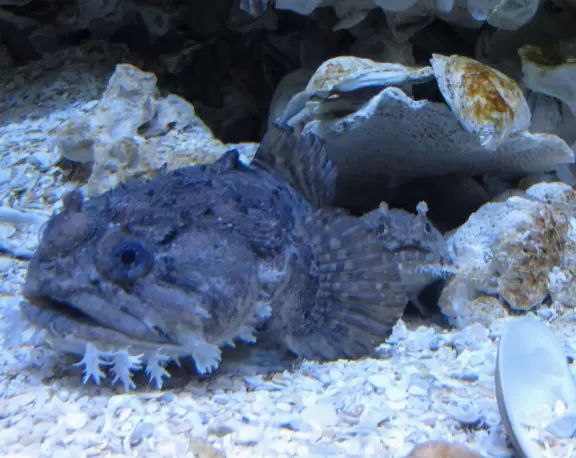 Wonderful aquarium with animals you've never seen before, and an outdoor splash park for kids.