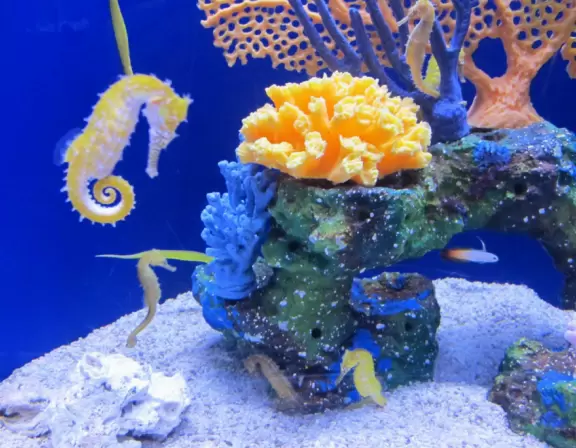 Wonderful aquarium with animals you've never seen before, and an outdoor splash park for kids.