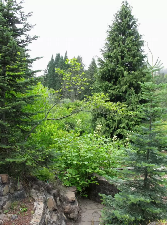 A wondrously beautiful place lush with the most beautiful trees, plus cute bridges and pathways.