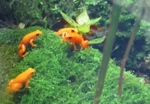 Gorgeous aquarium with animals from the Amazon, California tide pools, and Philippine coral reefs.