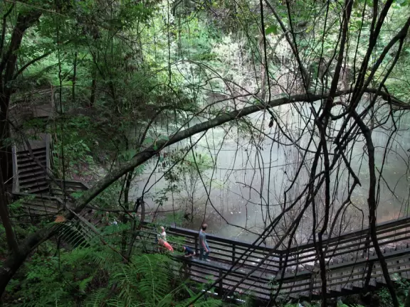 Zigzag to the bottom of a sinkhole covered&nbsp;in lush tropical rainforest.