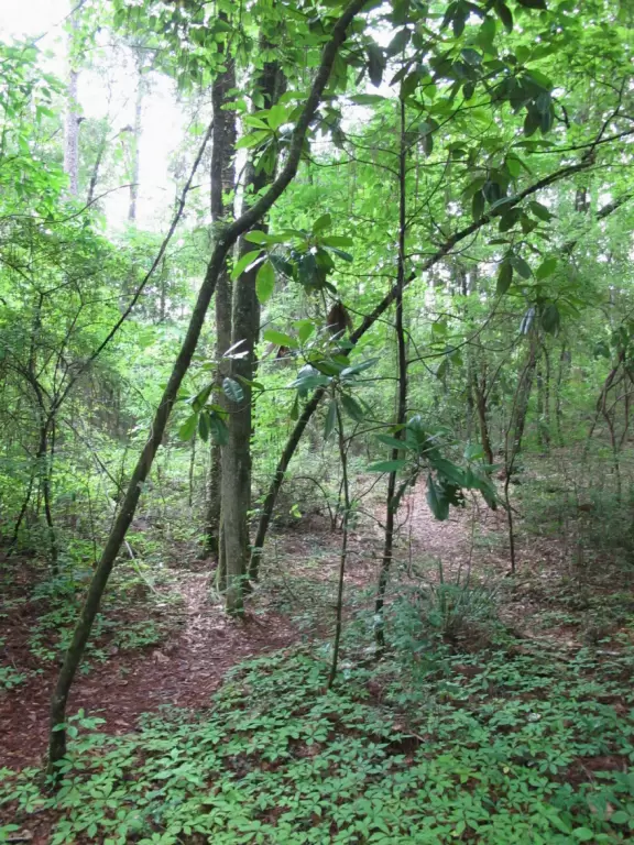 Hiking trails with flowers in the spring and deep sinkholes with observation decks.