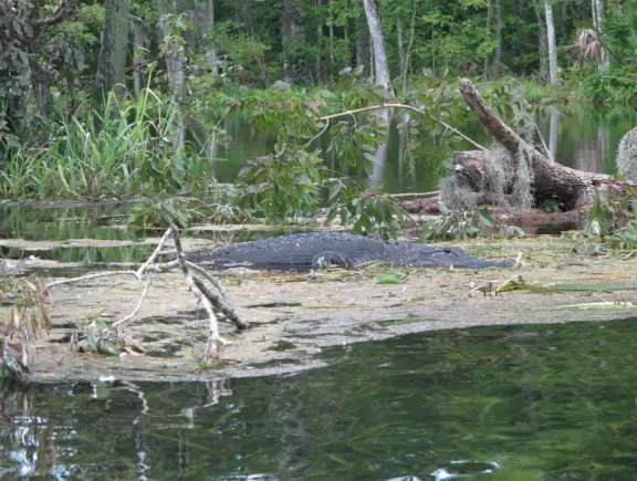 See the spring vents&nbsp;by glass bottom boat- gorgeous!