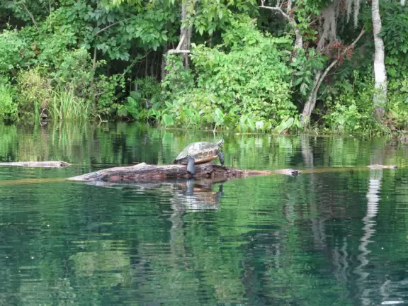 See the spring vents&nbsp;by glass bottom boat- gorgeous!