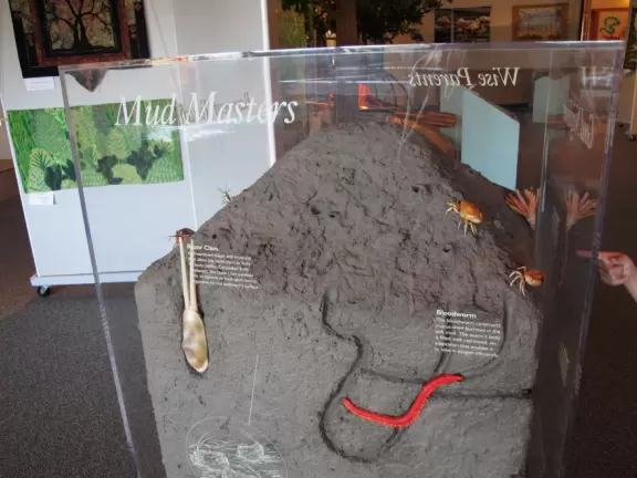 Mangrove forest preserve with exhibit hall explaining the ecosystem, and a wonderful observation tower.