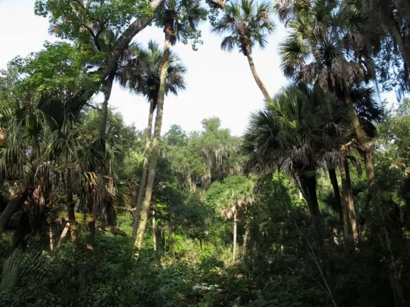 A spring where you can swim, snorkel and tube in clear, cool water under the shade of&nbsp;tropical trees that stretch high above you.