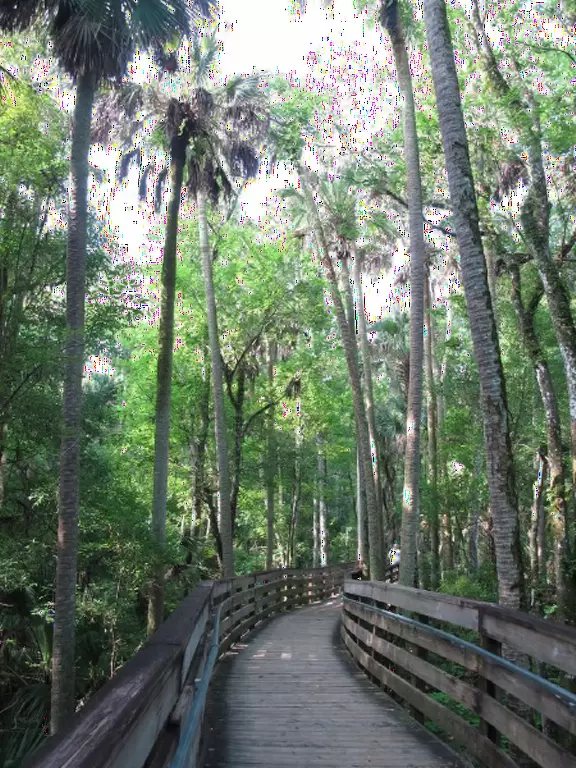 A spring where you can swim, snorkel and tube in clear, cool water under the shade of&nbsp;tropical trees that stretch high above you.