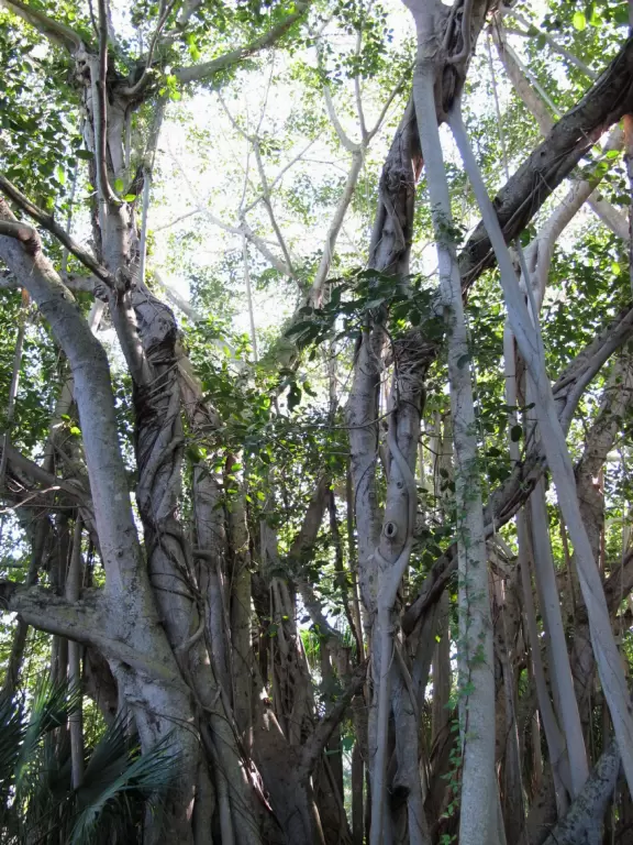 Venetian Gothic style mansion on Sarasota Bay, circus museum, art museum, gardens with huge banyan trees, and imaginative children's playground.