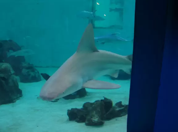 An aquarium with nice exhibits including a manatee that kisses you through the glass!