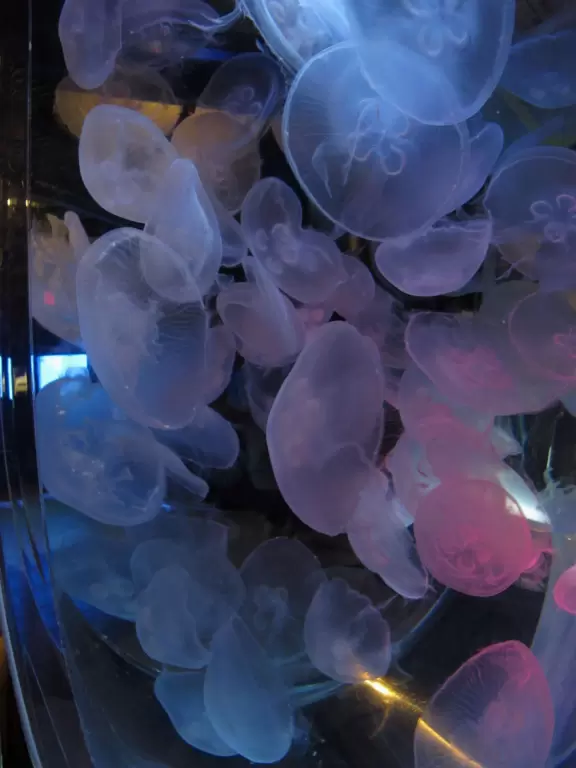 An aquarium with nice exhibits including a manatee that kisses you through the glass!