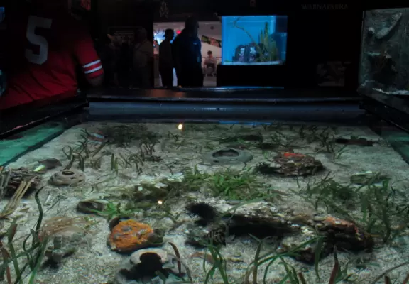 An aquarium with nice exhibits including a manatee that kisses you through the glass!