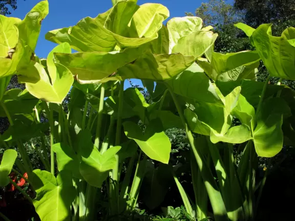 One of the best botanical gardens, with its beautiful canopy walk, winding paths under giant trees, tropical conservatory, and imaginative children's garden.