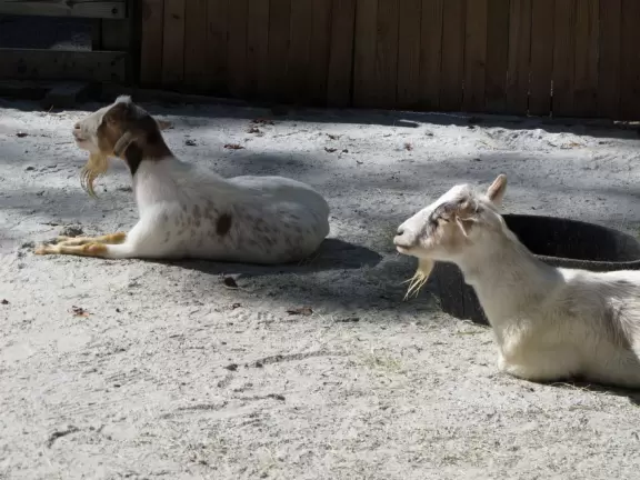 Giant granite mountain with Swiss skylift and village full of fun activities for kids!