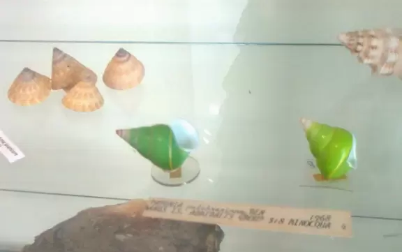 Historic house across the street from the beach with fun shark feedings, shark teeth display and shell display.