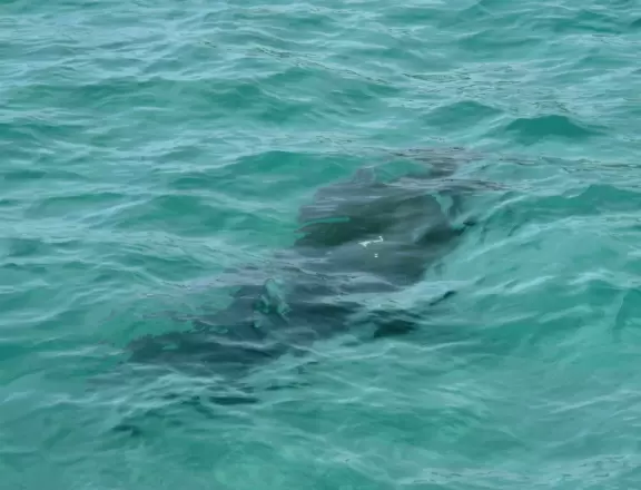 World-famous area full of sealife- see the huge yellow and orange starfish, and manatees, from the jetty! Shaded playground too.