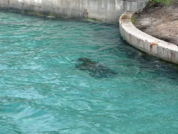 World-famous area full of sealife- see the huge yellow and orange starfish, and manatees, from the jetty! Shaded playground too.