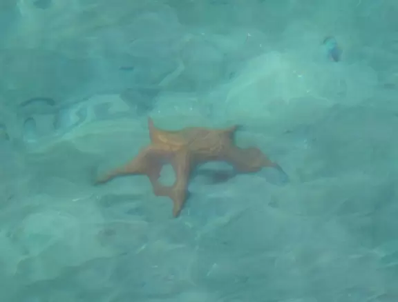 World-famous area full of sealife- see the huge yellow and orange starfish, and manatees, from the jetty! Shaded playground too.