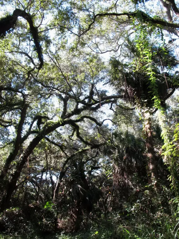 Wonderland of huge tropical trees hung with vines, plus playground with abundant shade.
