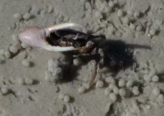 Sheltered cove with blue-green water, bright green playground, and river for paddling.