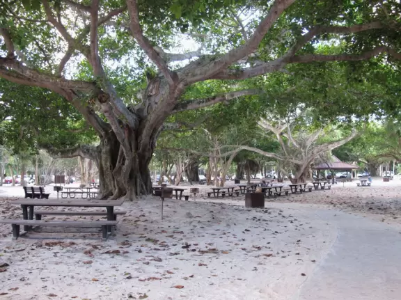 Huge wide trees, picnic tables, and a new playground, plus beach parking, but entry costs $18!
