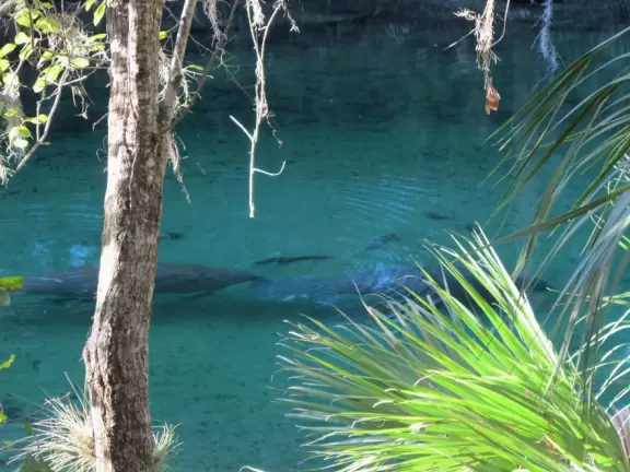 A spring where you can swim, snorkel and tube in clear, cool water under the shade of&nbsp;tropical trees that stretch high above you.