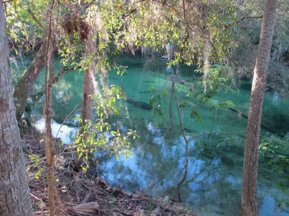 A spring where you can swim, snorkel and tube in clear, cool water under the shade of&nbsp;tropical trees that stretch high above you.