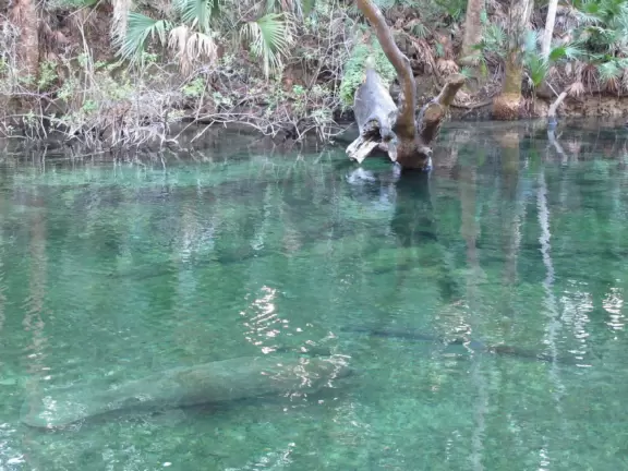 A spring where you can swim, snorkel and tube in clear, cool water under the shade of&nbsp;tropical trees that stretch high above you.