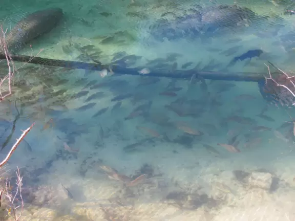 A spring where you can swim, snorkel and tube in clear, cool water under the shade of&nbsp;tropical trees that stretch high above you.