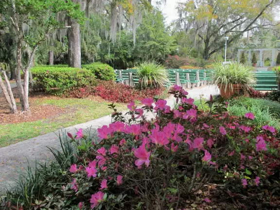 Beautiful, lush natural area surrounding a stream.
