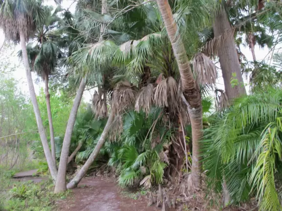 Beautiful, lush natural area surrounding a stream.