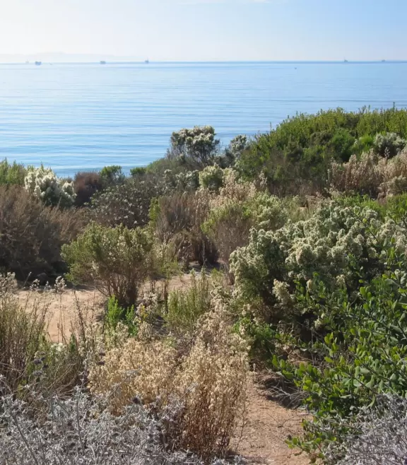 In winter, see the harbor seals play below the cliffs. All year, walk the trail above the cliffs.