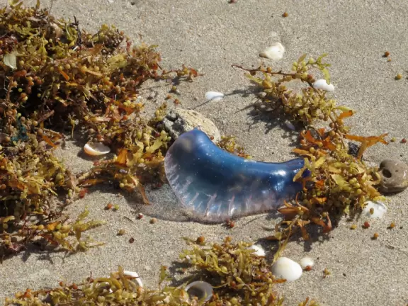 Secluded beach with rocky shore. Oceanfront lunch nearby at Par 3!