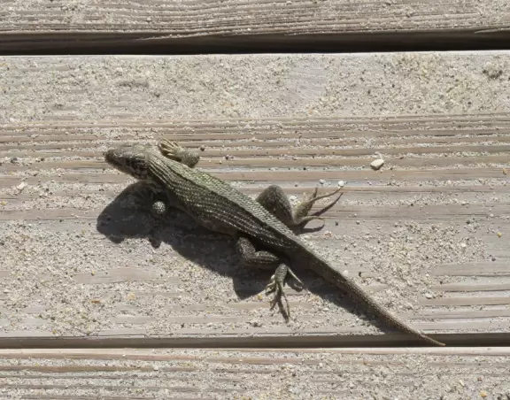 Secluded beach with rocky shore. Oceanfront lunch nearby at Par 3!