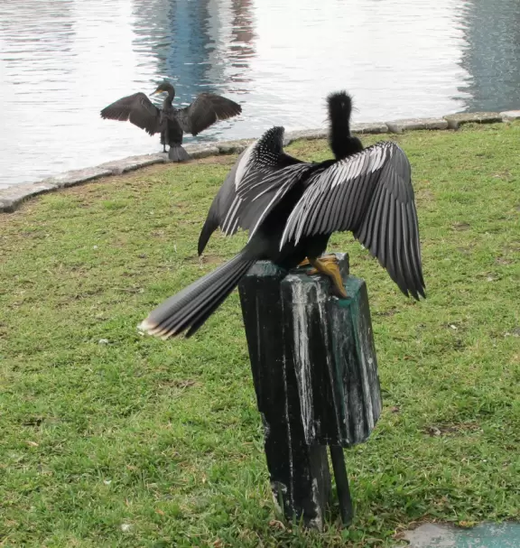 Idyllic park, like a movie scene, with swans, gorgeous trees, and happy people.