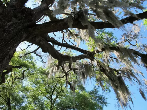 Short walk around shimmering lake with moss-draped trees, past Spanish mansions.