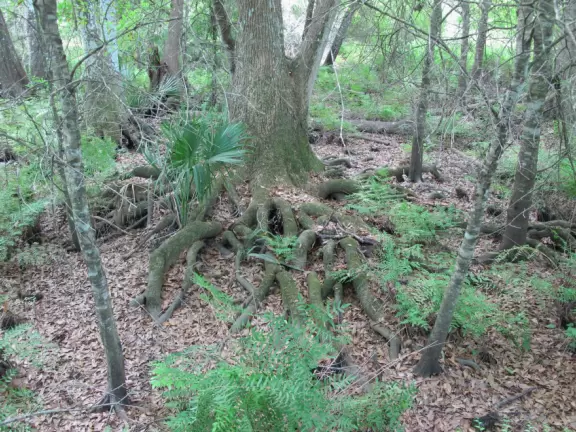 You have a good chance of spotting an alligator at this park!
