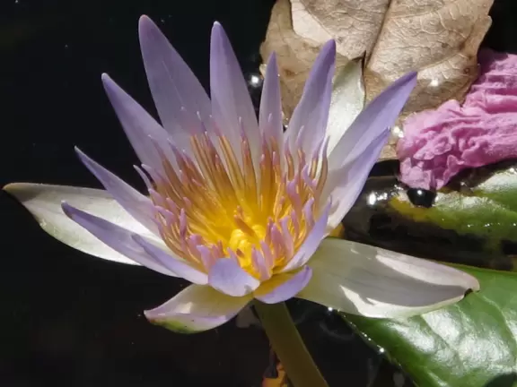 There is a peaceful, beautiful feeling in the chapel and grounds of Maitland Art Center.