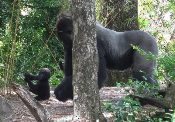 Lush theme park with African and Southeast Asian architecture- best for its two incredible shows and Pandora land.