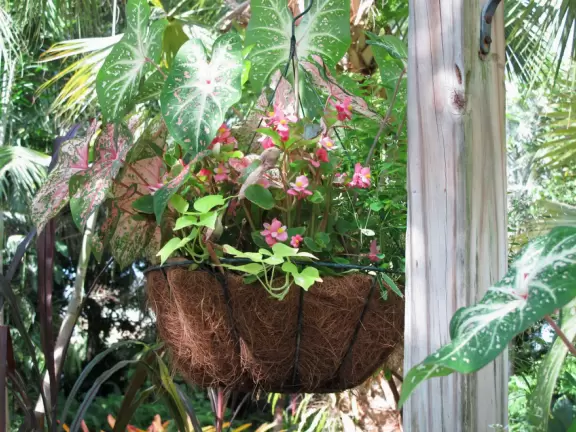 <a href="../Stuart/Port_St_Lucie_Botanical_Gardens.html" target="_blank" rel="noopener"></a>Tropical paradise with unusual flowers and separate themed garden areas. Christmas lights in December!