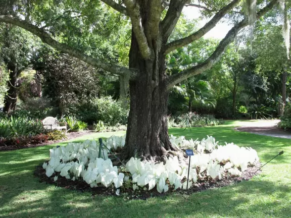 <a href="../Stuart/Port_St_Lucie_Botanical_Gardens.html" target="_blank" rel="noopener"></a>Tropical paradise with unusual flowers and separate themed garden areas. Christmas lights in December!