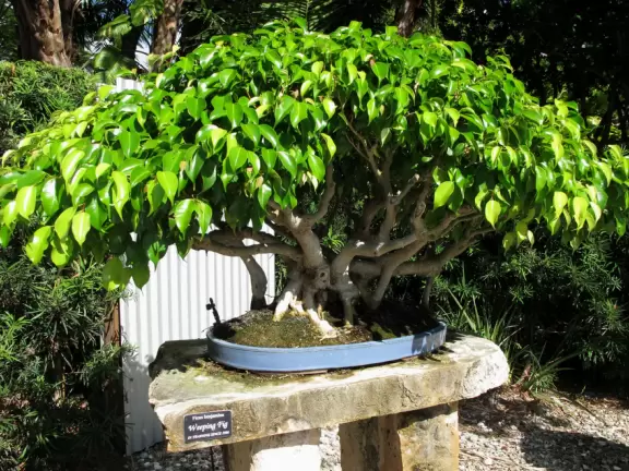 <a href="../Stuart/Port_St_Lucie_Botanical_Gardens.html" target="_blank" rel="noopener"></a>Tropical paradise with unusual flowers and separate themed garden areas. Christmas lights in December!