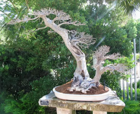 <a href="../Stuart/Port_St_Lucie_Botanical_Gardens.html" target="_blank" rel="noopener"></a>Tropical paradise with unusual flowers and separate themed garden areas. Christmas lights in December!