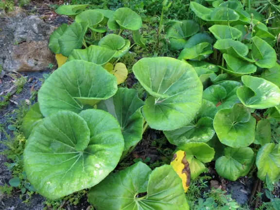 <a href="../Stuart/Port_St_Lucie_Botanical_Gardens.html" target="_blank" rel="noopener"></a>Tropical paradise with unusual flowers and separate themed garden areas. Christmas lights in December!