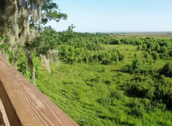 Short, easy walk through gorgeous jungle to an observation tower where you might see wild horses and bison.