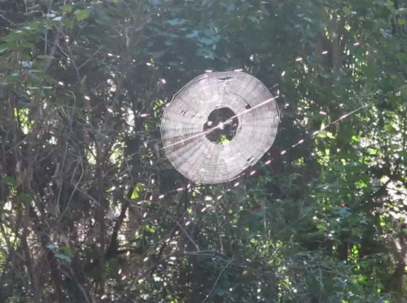 Short, easy walk through gorgeous jungle to an observation tower where you might see wild horses and bison.