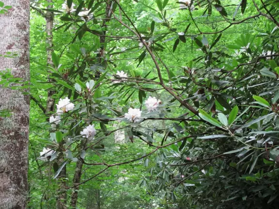 Lovely walk past flowers galore to a waterfall you can stand behind.