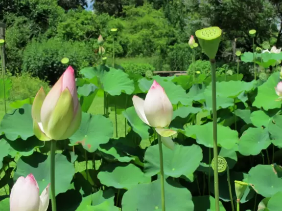 Pleasant large botanical garden with super area for kids.