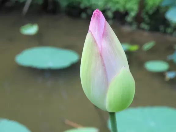 Pleasant large botanical garden with super area for kids.