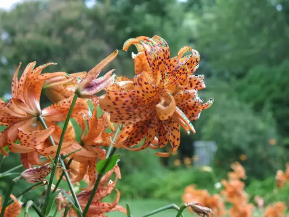 The house of President Andrew Jackson, with an awesome audio tour just for kids!